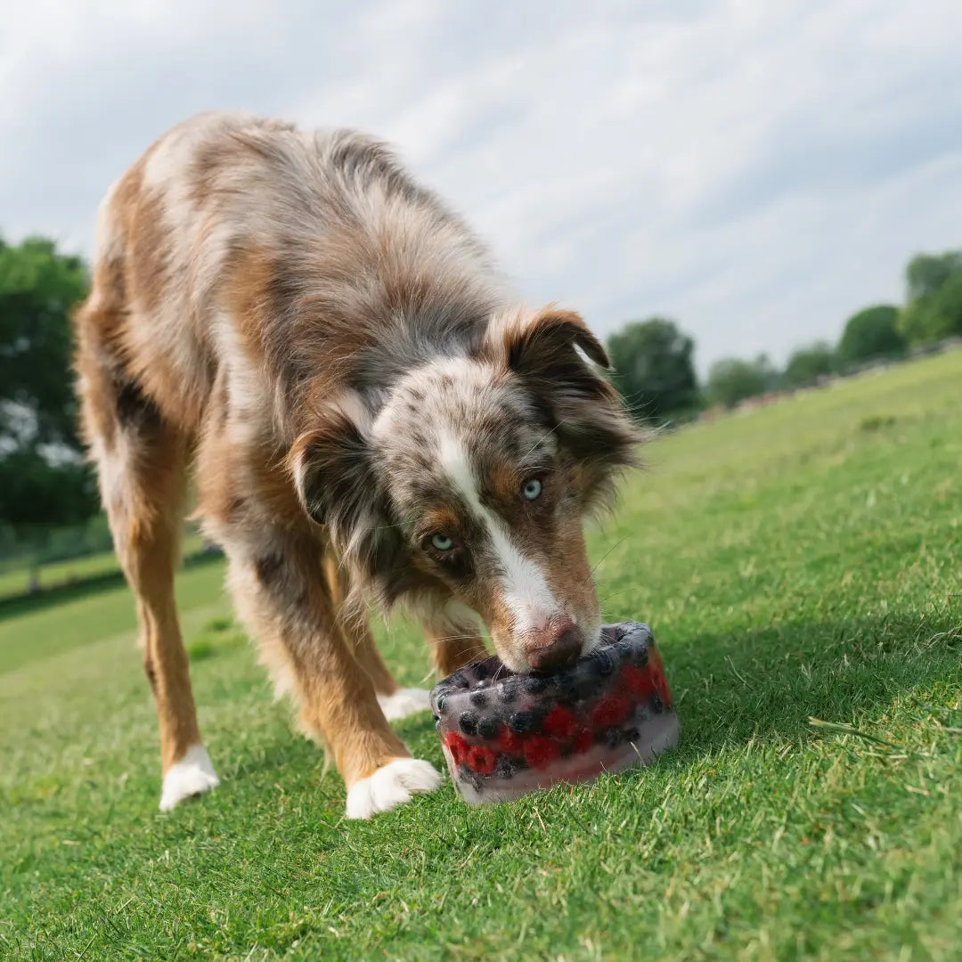 Freeze-Your-Own Dog Treat Bowl