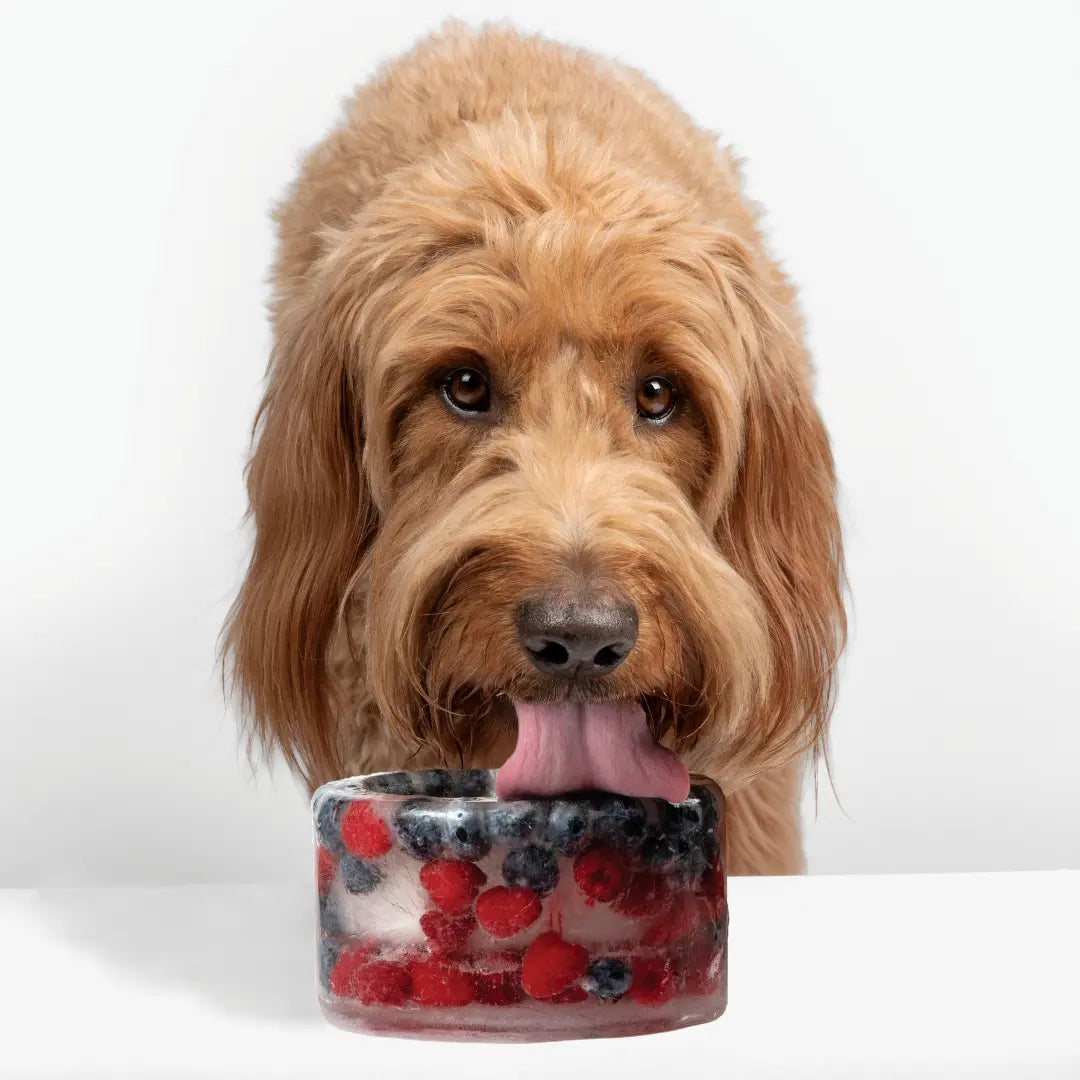 Freeze-Your-Own Dog Treat Bowl